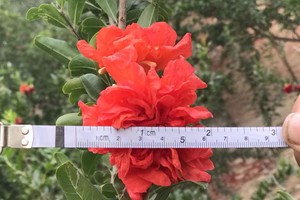 Đây là giống lựu cảnh chỉ chơi hoa với đặc điểm hoa kép, đường kính bông to.