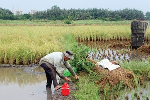 Trong quy hoạch sử dụng đất của TP.HCM, vẫn dành một diện tích nhất định cho đất lúa. Ảnh: Gia Huy.