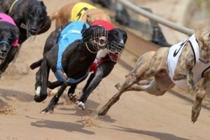 Phú Yên kiến nghị cho cá cược tại dự án Trường đua ngựa