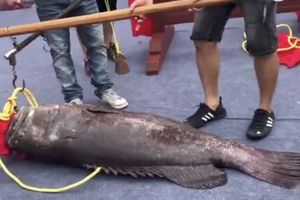 "Vua cá" trị giá 270.000 Nhân dân tệ được ước tính khoảng 30 - 40 tuổi. (Nguồn: Handout).