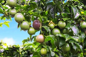 HNG sẽ chi 1.137 tỷ đồng mở rộng diện tích cây ăn trái