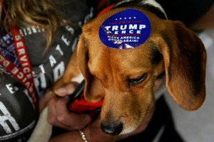 Một con chó được dán tem ủng hộ ông Donald Trump trong chiến dịch tranh cử tổng thống. Ảnh: Reuters.
