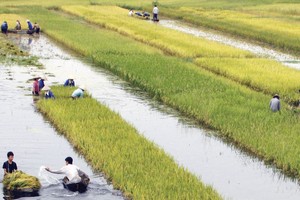 Tài chính nông nghiệp - nông thôn: Hướng đến sự bền vững tài chính cho người nghèo