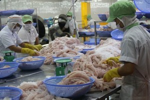 Chế biến cá tra xuất khẩu. (Ảnh: Minh Trí/TTXVN).