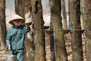 Giá mủ cao sụt giảm mạnh, đẩy nhiều công ty trồng và khai thác  cao su thiên nhiên vào khó khăn.