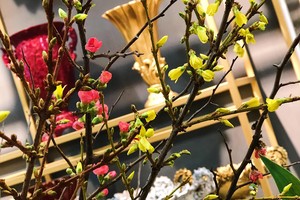 Hoa mai Mỹ và đào Nhật có giá khoảng 150.000 - 300.000 đồng/cành.