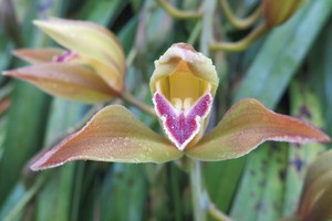 Những bông hoa tiền triệu.