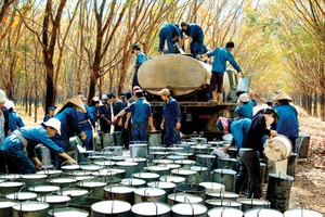 Cao su Tây Ninh (TRC): Lợi nhuận 2018 đạt 120 tỷ đồng, vượt 11% kế hoạch điều chỉnh