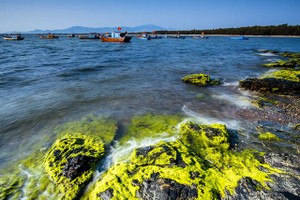 Tháng 3, khám phá mùa rêu Bàn Than