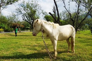 Ngắm đàn “bạch mã” gặm cỏ trong vườn đào đẹp như tranh ở Khánh Hòa