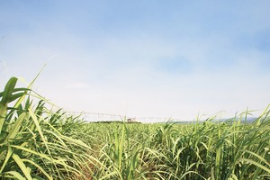 Doanh nghiệp mía đường loay hoay vượt khó