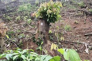 Nguyên trưởng ban quản lý rừng phòng hộ ở Nghệ An bị bắt