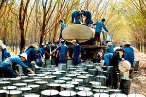 Cổ phiếu “vàng trắng” ngược dòng thị trường