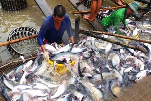 Cá tra Việt ngày càng có cơ hội tại thị trường Trung Quốc.