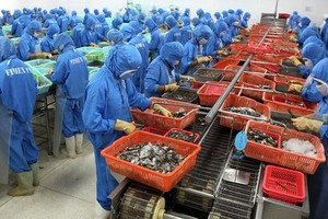 Mặt hàng tôm Việt được nhận định sẽ khó cạnh tranh với các đối thủ tại thị trường Trung Quốc khi nước này điều chỉnh tỷ giá đồng NDT.