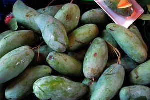 Xoài Thái trồng ở Việt Nam là sản phẩm Việt...