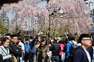 Du khách ngắm hoa anh đào nở rộ tại Tokyo, Nhật Bản, ngày 27/3/2019. Ảnh: AFP/TTXVN.
