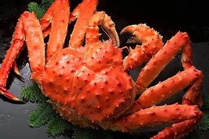 Cua hoàng đế Alaska khi nấu chín. Ảnh: Groupon.