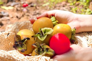 Hồng giòn và những món ăn đượm vị mùa thu ở Đà Lạt