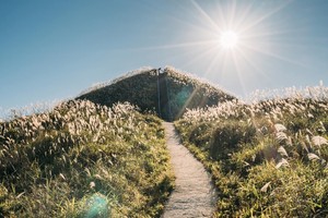 Cỏ lau nở trắng trời ở Vạn Lý Trường Thành phiên bản Việt