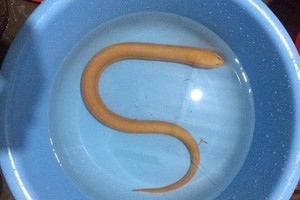 Con lươn có màu vàng óng toàn thân.