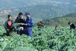 Tiên phong đầu tư cho dược liệu sạch: Traphaco vững bước vào kênh ETC