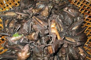 Dơi - loài vật có vẻ ngoài gớm ghiếc nhưng lại là đặc sản ngon trứ danh ở miền Tây sông nước. Ảnh minh họa.
