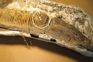 Khối hổ phách bám trên hóa thạch hàm khủng long. Ảnh: Science.