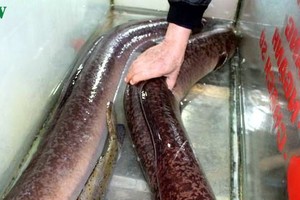 Cặp cá Lệch khủng được chủ nhà hàng mua lại.