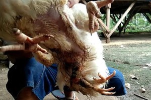 Có người hỏi mua con gà với giá hơn 80 triệu đồng, nhưng người chủ đã từ chối.