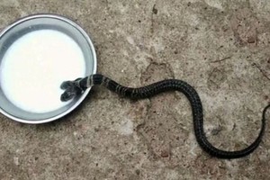 Phát hiện rắn hổ đất hai đầu