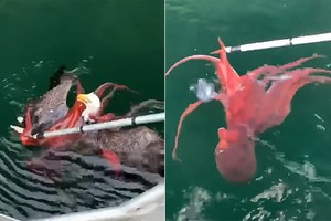 Đại bàng suýt chết đuối vì tham ăn bạch tuộc