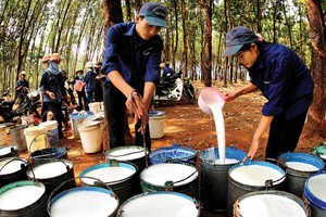 Sắp nhận cổ tức “khủng”, GVR sẽ có báo cáo đẹp cuối 2019