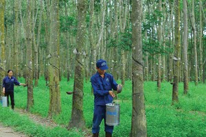 Cao su Đồng Phú giảm mạnh lợi nhuận