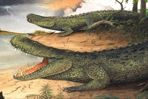 Cá sấu caiman tiền sử nặng ngang voi châu Á ngày nay. Ảnh: AFLY.