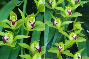 Lan Trần Mộng xanh ngọc trên thị trường có giá tới 2-3 triệu đồng/cành tùy loại.