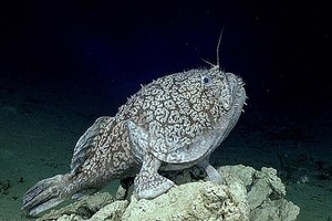 Tàu thám hiểm ghi hình cá hiếm 'đi bộ' bằng vây