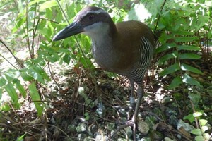 Gà nước Guam. Ảnh: CNN.