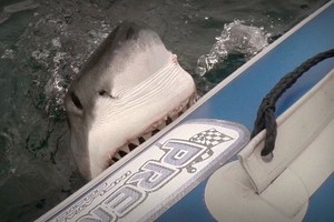 Cá mập trắng gần 5 m cắn thuyền ngư dân