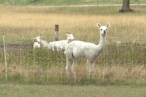 Hòn đảo nguy hiểm nhất nước Đức