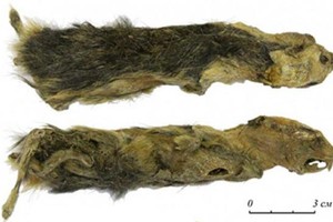 Nữ sinh phát hiện xác chuột đóng băng 41.000 năm tuổi