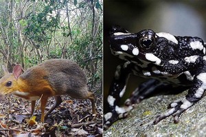 Những loài vật ngỡ tuyệt chủng tái xuất trong năm 2019