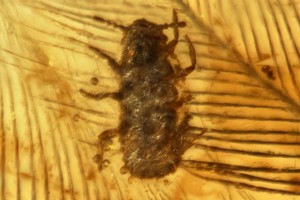 Rận cổ đại Mesophthirus angeli bò trên lông vũ của khủng long, có niên đại nằm trong Kỷ Phấn trắng. Ảnh: Inside Science.