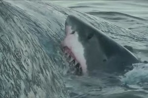 Cá mập trắng ăn thịt cá nhà táng trước thuyền ngư dân