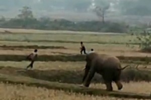 Voi nổi điên trả thù dân làng