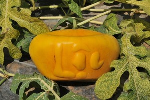 Năm vừa rồi, mỗi cặp dưa có giá 3 triệu đồng. Nếu ruộng dưa của ông Liêm đạt 350 cặp dưa ông bán thu về hơn 1 tỷ đồng.