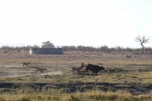 Trâu rừng liều mạng tấn công đàn sư tử