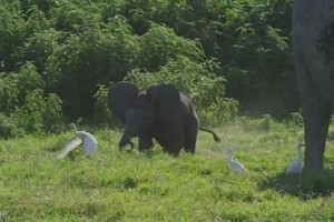 Voi con suýt lạc mẹ vì mải đuổi theo diệc bạch