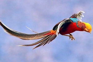 Chim trĩ bảy màu dần hiếm vì không tự ấp trứng