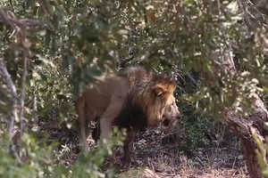 Đôi sư tử chạy trối chết vì voi đuổi